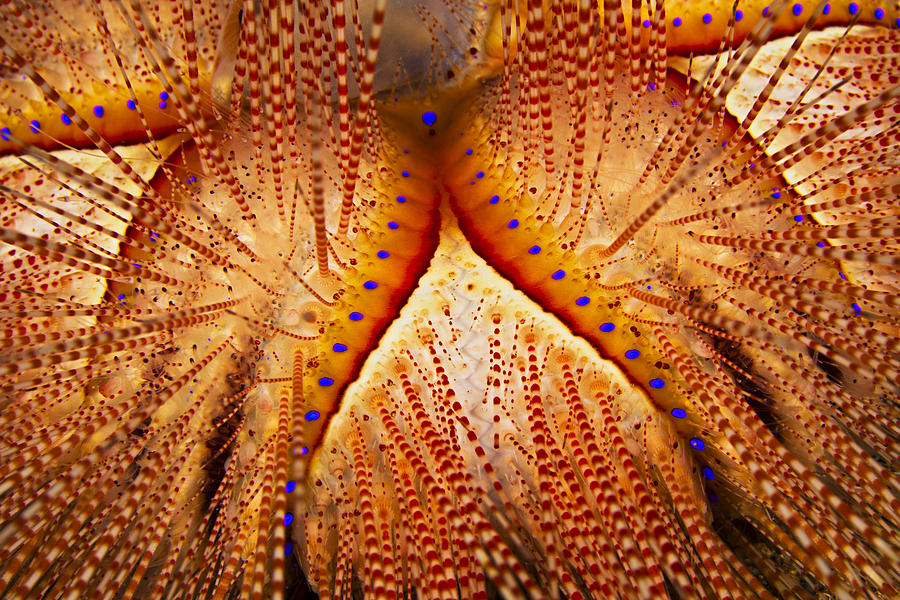 Blue-Spotted Sea Urchin II Photograph by Dave Fleetham - Printscapes