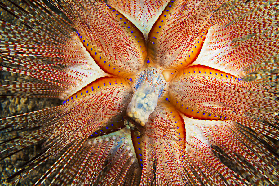 Blue-Spotted Sea Urchin III Photograph by Dave Fleetham - Printscapes