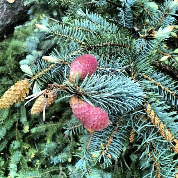 Blue Spruce Pine Cones Start Off Pink Photograph by Deirdre Ryan