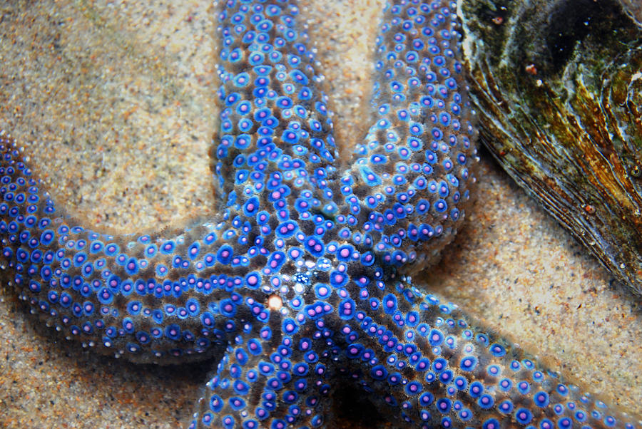 Blue starfish Photograph by Anthony Citro