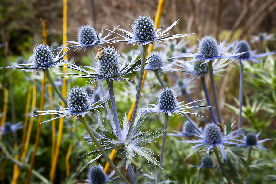 Blue Stem Sea Holly Photograph by Kelley King