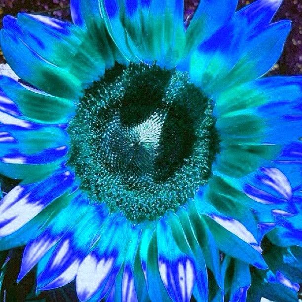 Sunflower Photograph - Blue Sunflower by Karen Stoia