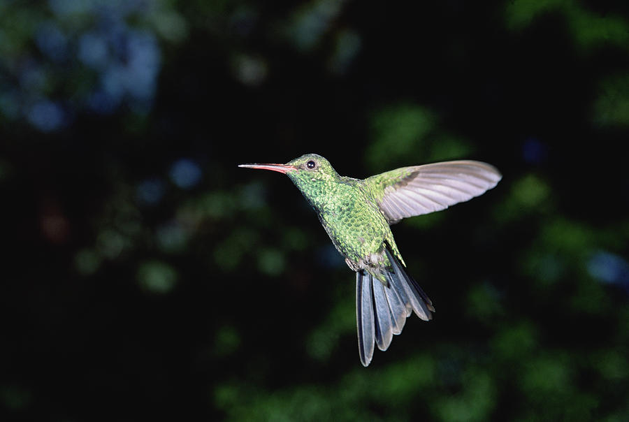 Blue-tailed Hummingbird Amazilia Photograph by Konrad Wothe