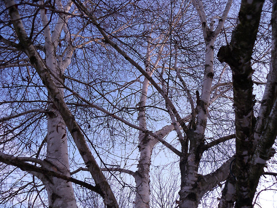 Blue Through the Trees Photograph by Corinne Elizabeth Cowherd