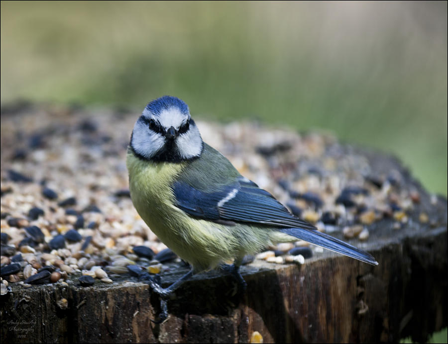 Wildlife Photograph - Blue Tit by Andy Stuart