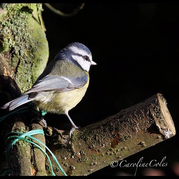 Ornithology Photograph - Blue Tit On Perch #ornithology by Caroline Coles