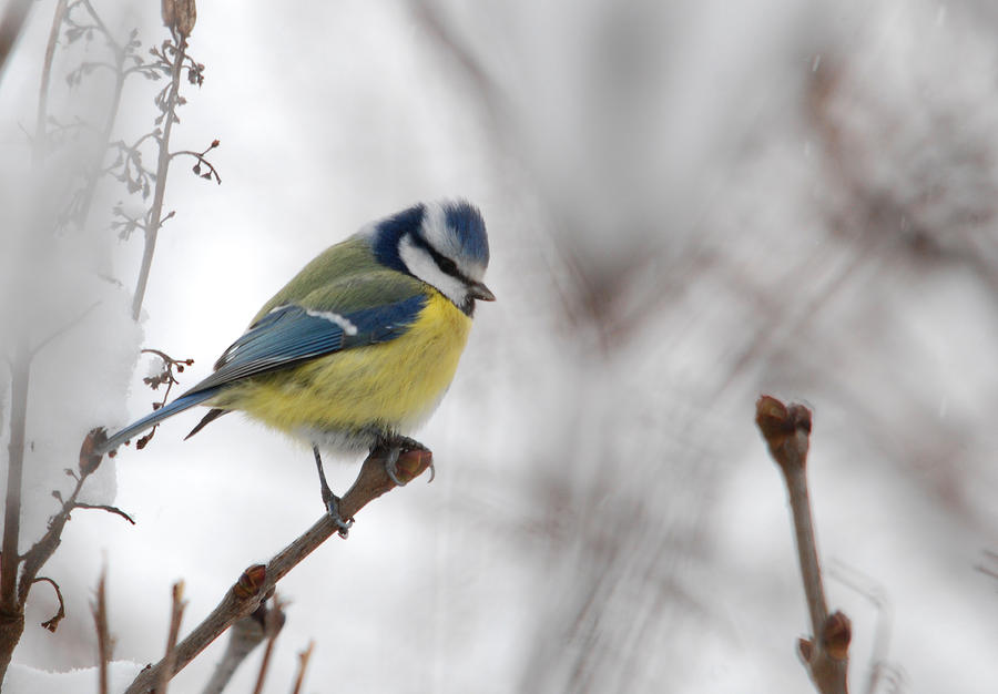 Bird Photograph - Blue tit by Perry Van Munster