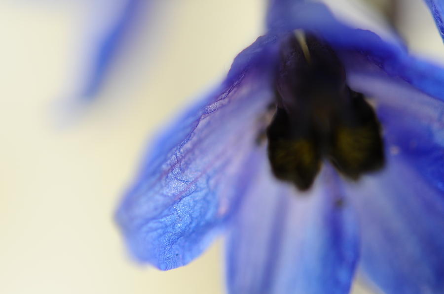 Nature Photograph - Blue Touch by Jenny Rainbow