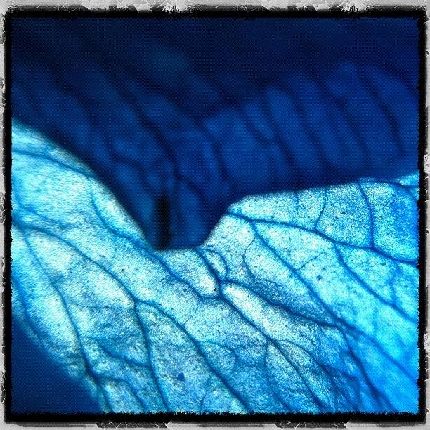Blue Photograph - Blue Veins by Dave Edens