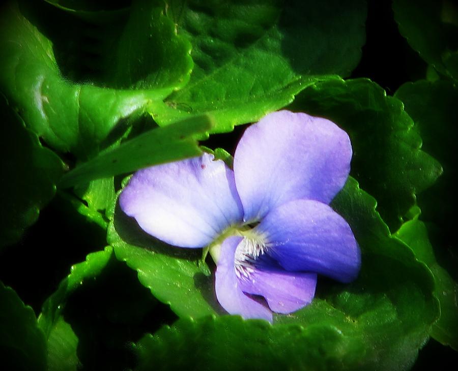 Flowers Still Life Photograph - Blue Velvet by Victoria Sheldon