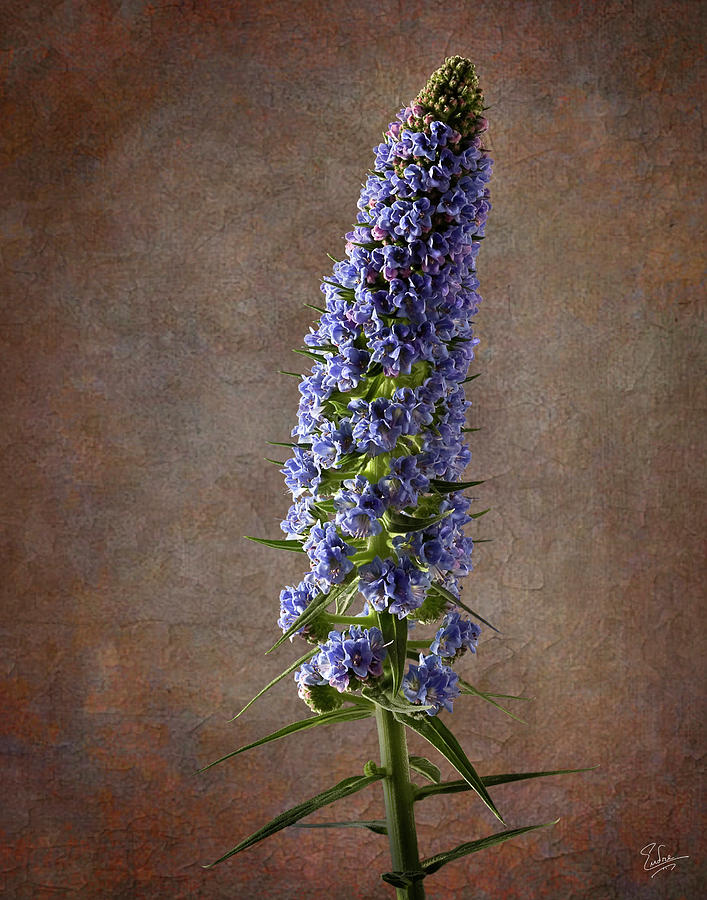 Blue Veronica Photograph by Endre Balogh