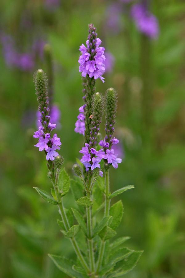 Blue Vervain Photograph by Rick Rauzi | Fine Art America