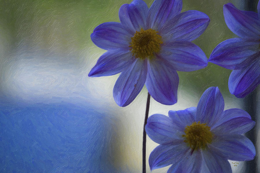 Blue Violet Photograph by Trish Tritz