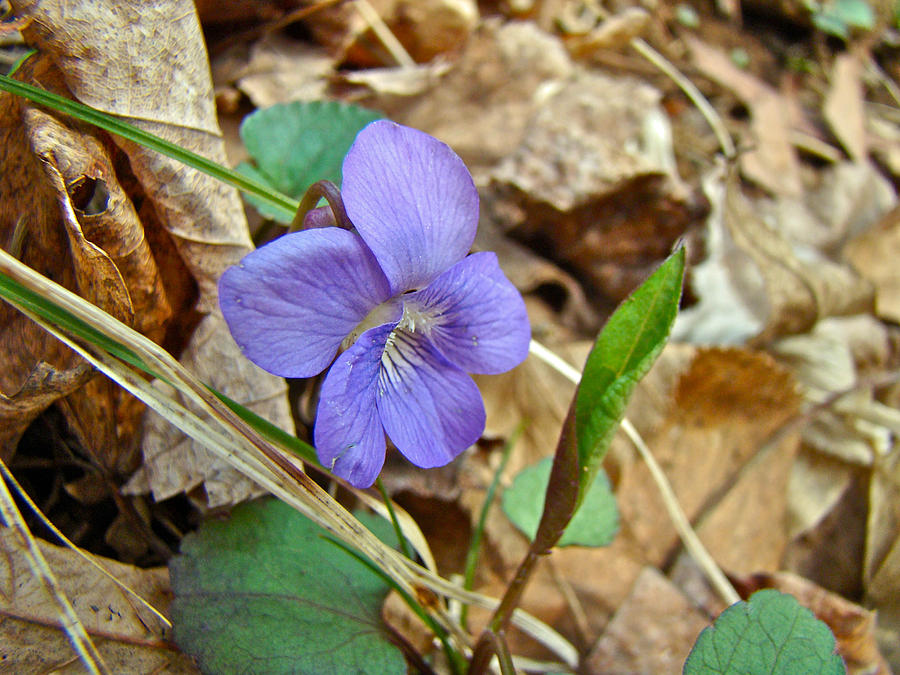 Blue Violet Wildflower - Viola spp Photograph by Carol Senske