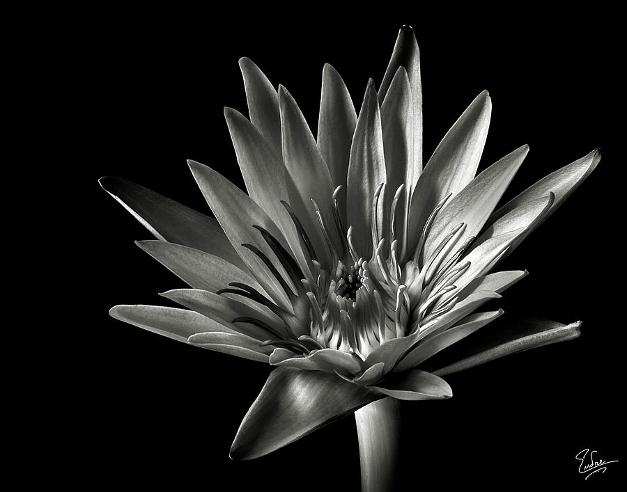 Blue Water Lily in Black and White Photograph by Endre Balogh