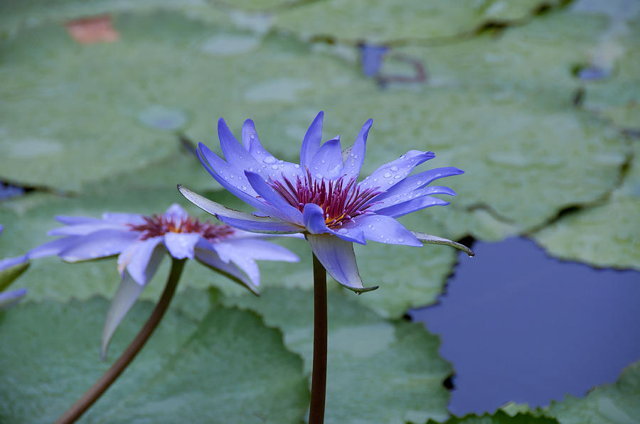 Blue Water Lily Photograph by John Black