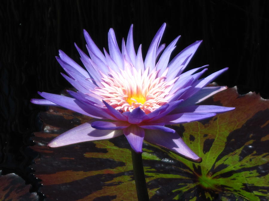 Blue Waterlily Photograph by Alfred Ng