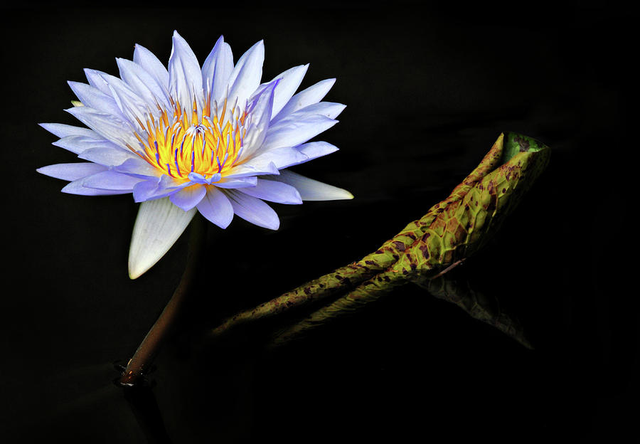 Blue Waterlily Photograph by Dave Mills