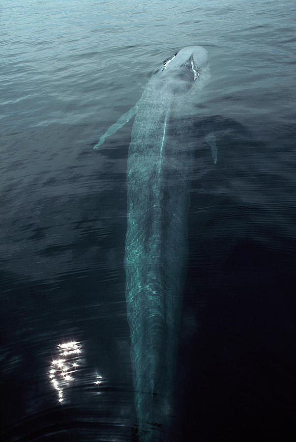 Blue Whale Balaenoptera Musculus Photograph by Hiroya Minakuchi