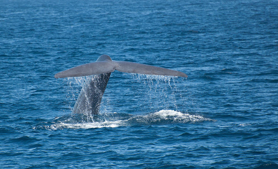 Blue Whale Photograph by Charles Frieda - Fine Art America