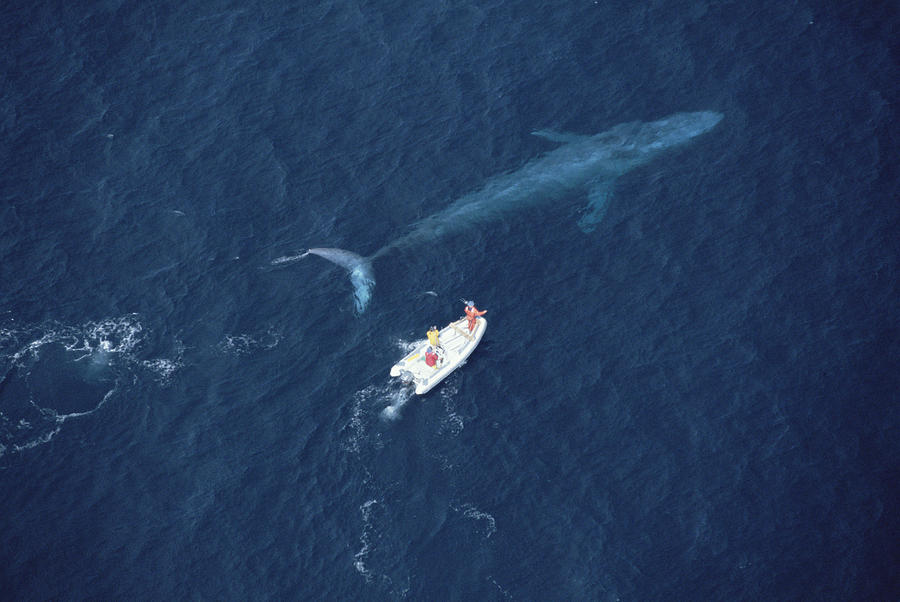 Blue Whale With Research Boat Santa Photograph by Flip Nicklin