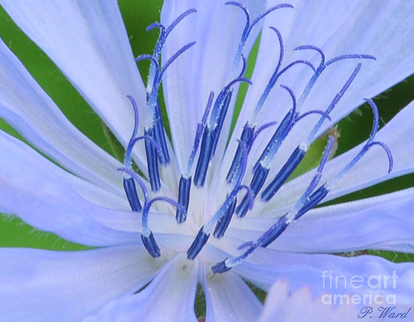 Blue Wild Flower Photograph by Paul Ward