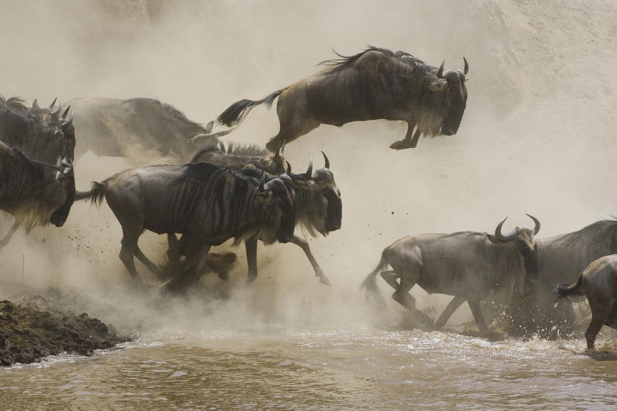 Africa Photograph - Blue Wildebeest Crossing Mara River by Suzi Eszterhas