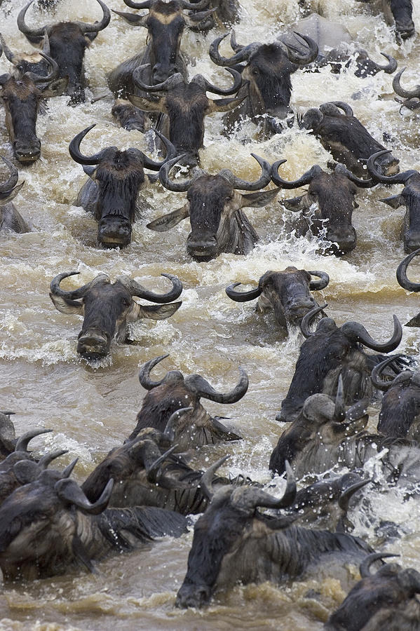 Blue Wildebeest Crossing The Mara River Photograph by Suzi Eszterhas ...