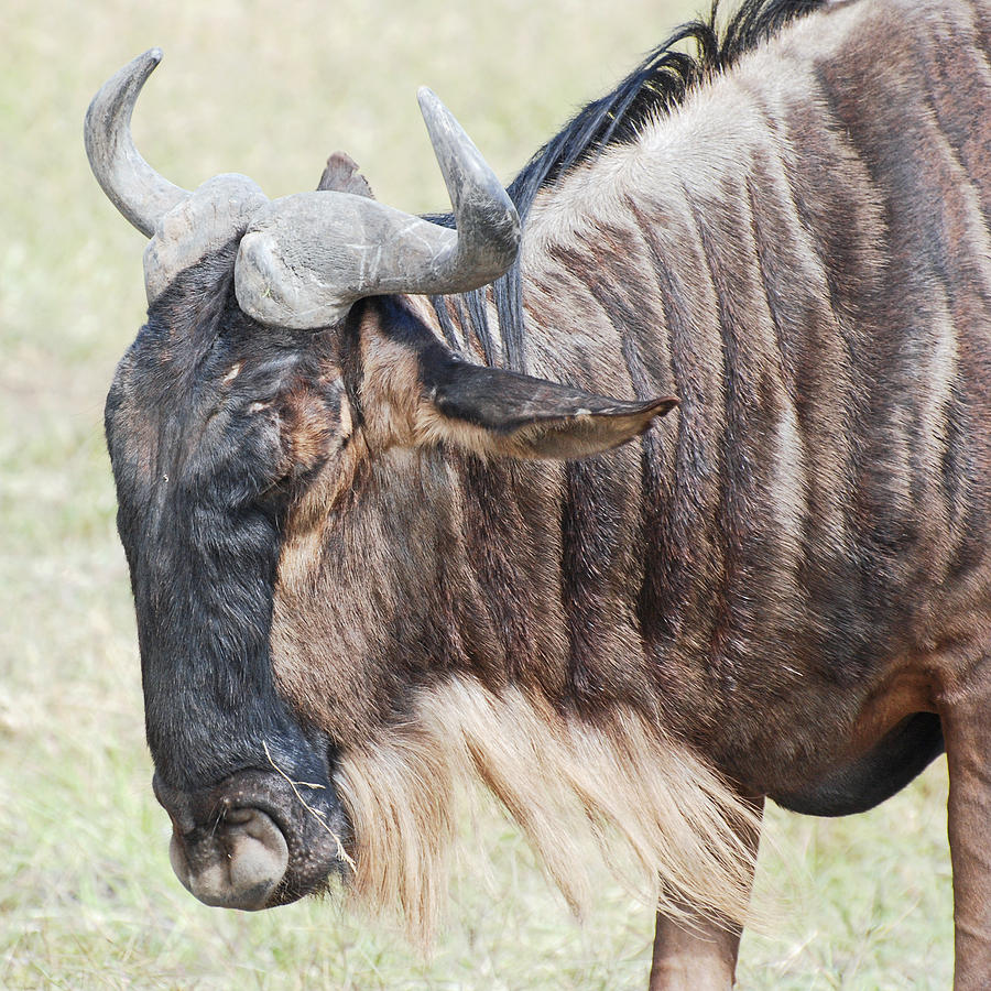 Blue Wildebeest Photograph by Harvey Barrison