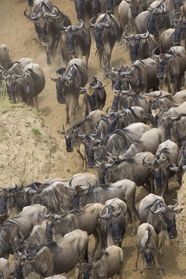 Blue Wildebeest Herd Migrating Photograph by Suzi Eszterhas