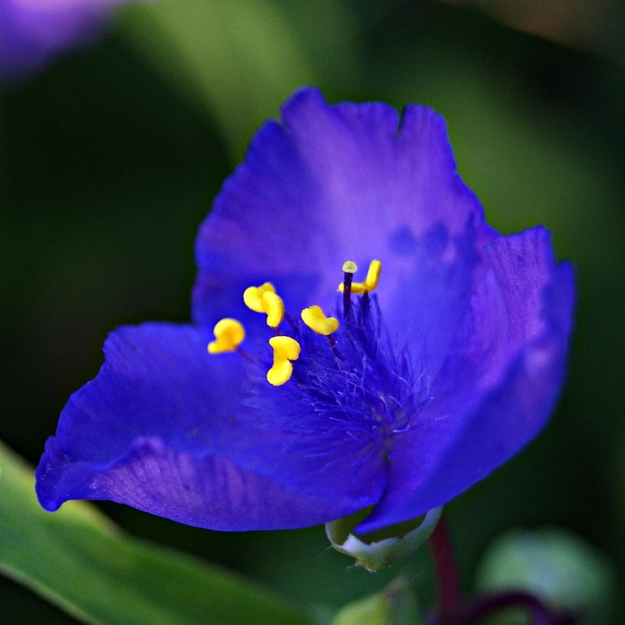 Blue Wildflower 1 Photograph by Joe Faherty