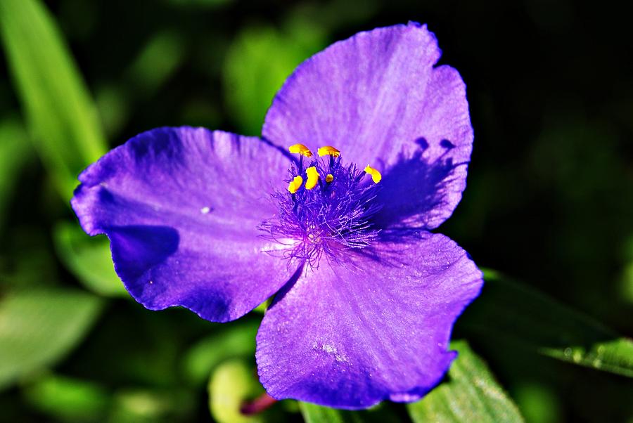Blue Wildflower 2 Photograph by Joe Faherty