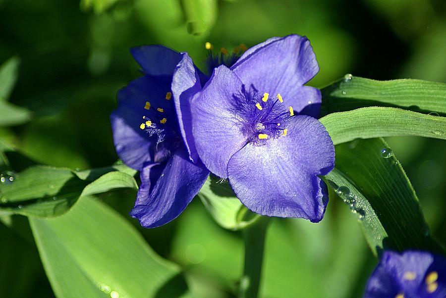 Blue Wildflower 3 Photograph by Joe Faherty