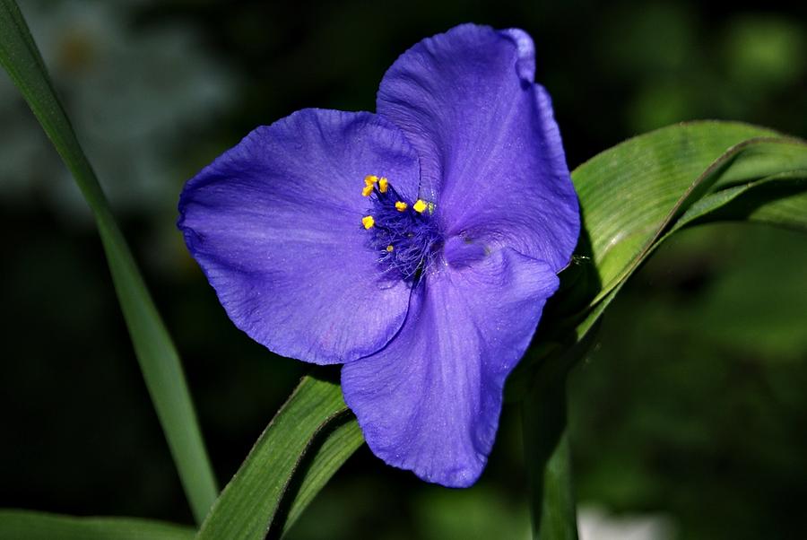 Blue Wildflower 6 Photograph by Joe Faherty