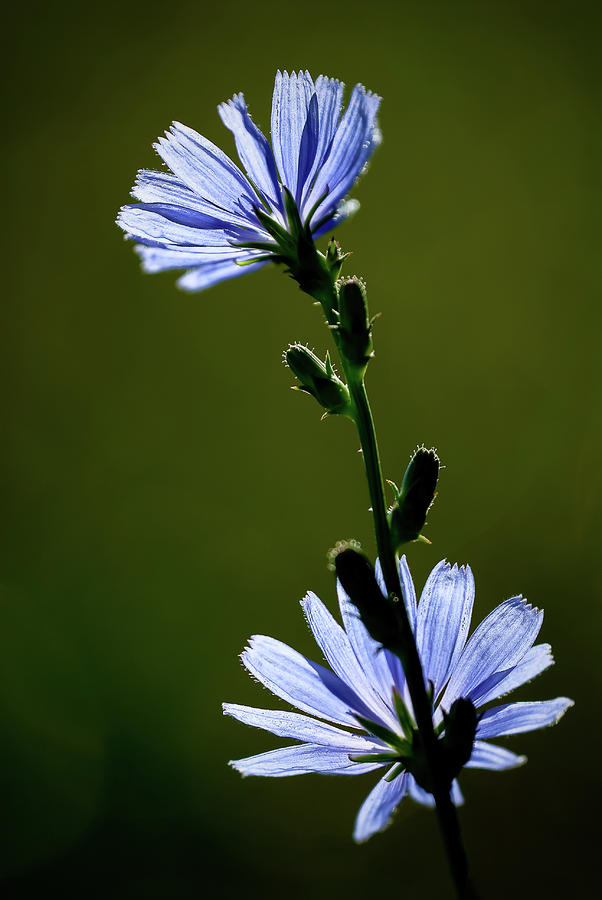 Blue Wildflower Photograph by Onyonet Photo studios