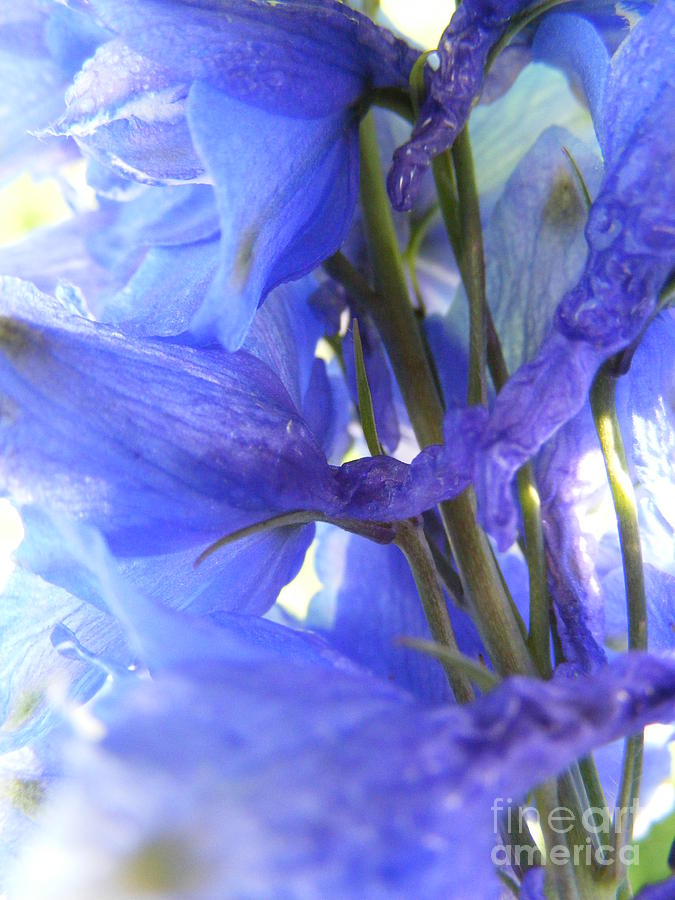 Blue Wilting Delphinium Flower Photograph by Lila Fisher-Wenzel
