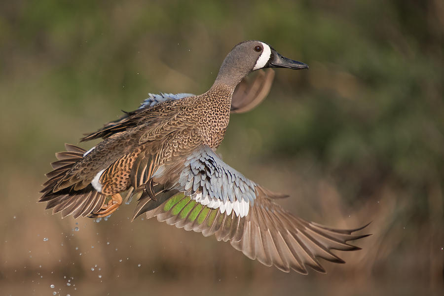 Blue Winged Teal In Flight Photograph by Hector D Astorga