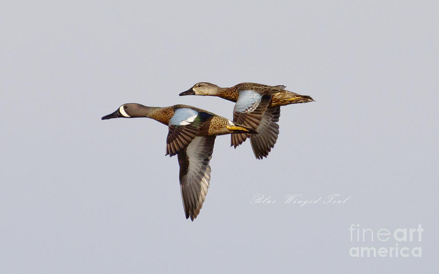 Blue Winged Teal Photograph