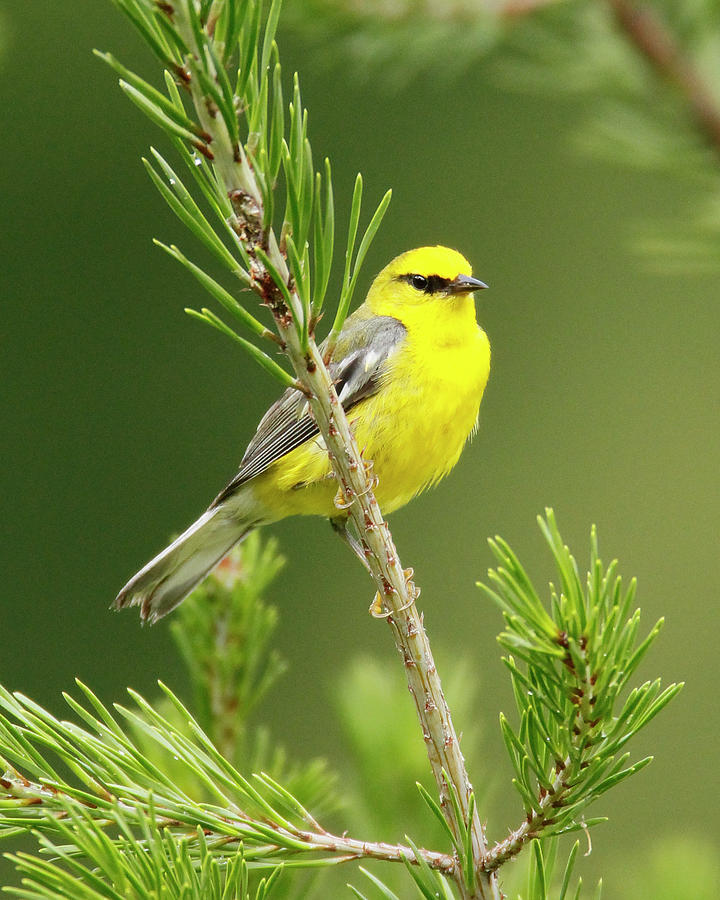 Blue-winged Warbler Photograph by Kevin Shank Family - Fine Art America