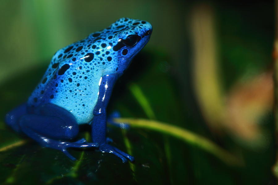 Nature Photograph - Blue Wonder by Paul Slebodnick