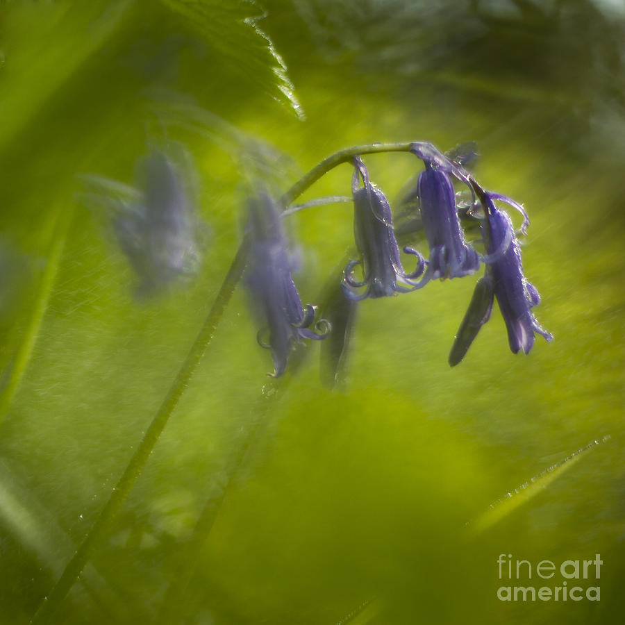 Bluebell Photograph by Ang El