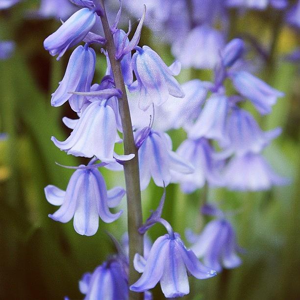 Bluebell Beauty Photograph by Unique Louise