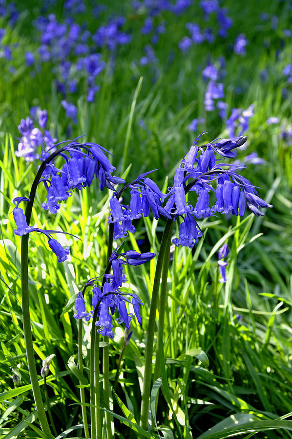 Bluebell Cluster Photograph by Rod Johnson