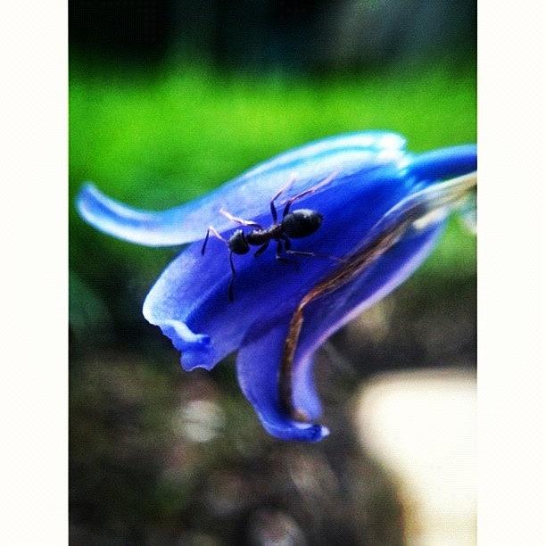 Spring Photograph - #bluebell #flower #flowers by Nicola ام ابراهيم