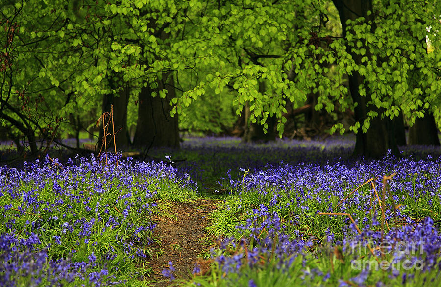 Bluebell Forest  Photograph by Milena Boeva