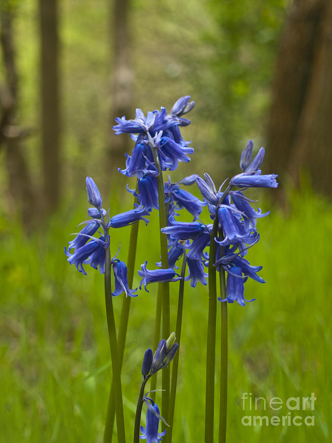 Bluebell group Photograph by Steev Stamford