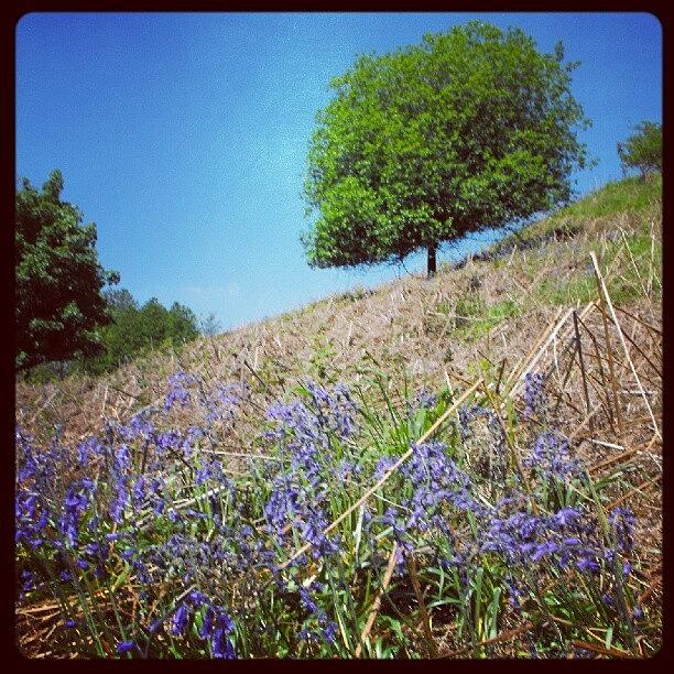 Nature Photograph - #bluebell #hill ... #solo_tree #wales by Linandara Linandara