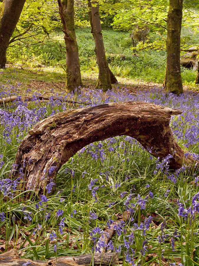 Spring Photograph - Bluebell magic by           Benedict