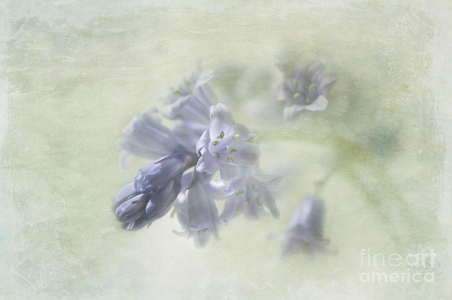 Spring Photograph - Bluebell by Marion Galt