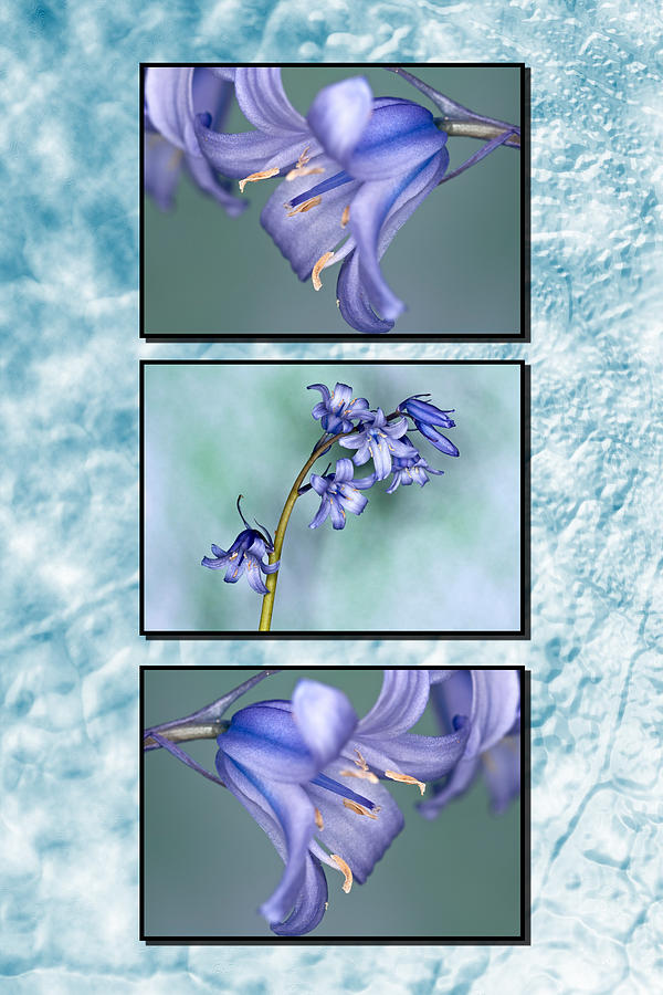 Bluebell Triptych Photograph by Steve Purnell